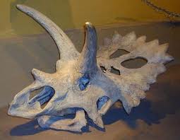 Craniul dinozaurul Arrhinoceratops 