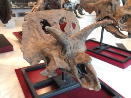 Arrhinoceratops, dinozaurul erbivor fără corn pe nas din Cretacicul superior