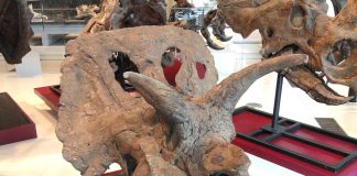 Arrhinoceratops, dinozaurul erbivor fără corn pe nas din Cretacicul superior