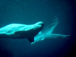 Balena albă, beluga (Delphinapterus leucas) din Oceanul Arctic