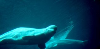 Balena albă, beluga (Delphinapterus leucas) din Oceanul Arctic