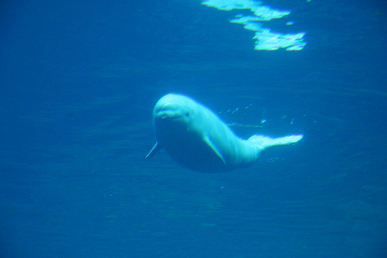 Balena albă, beluga