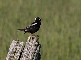 Bobolincul (Dolichonyx oryzivorus), o pasăre migratoare