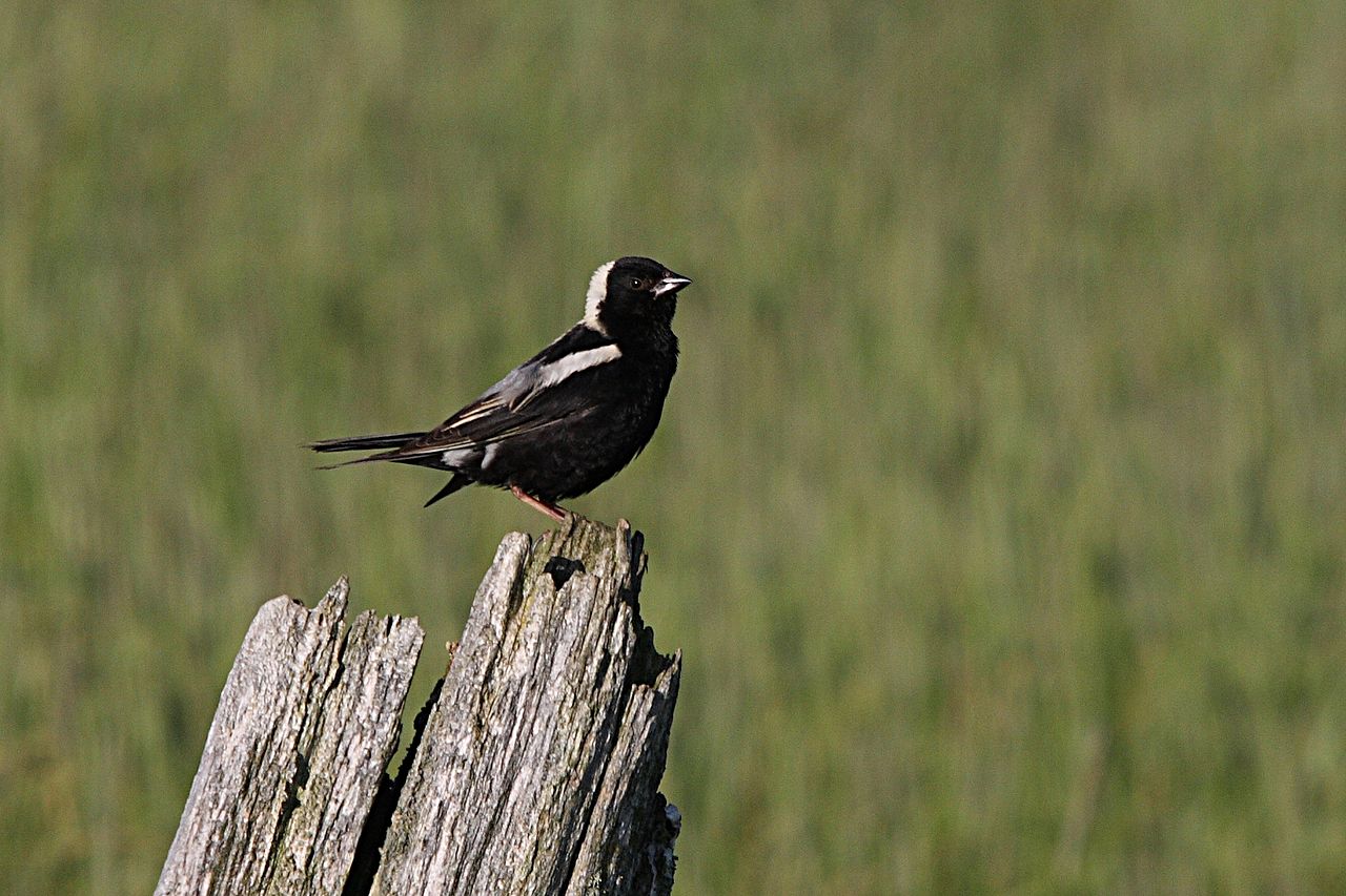 Bobolincul (Dolichonyx oryzivorus), o pasăre migratoare