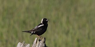 Bobolincul (Dolichonyx oryzivorus), o pasăre migratoare