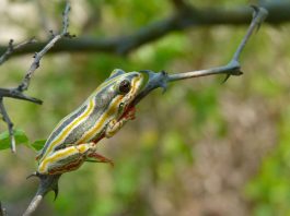 Broasca de păpuriș pictată (Hyperolius marmoratus), preferă să stea în apropierea lacurilor