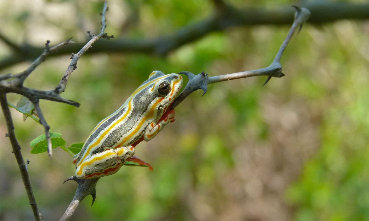 Broasca de păpuriș pictată (Hyperolius marmoratus), preferă să stea în apropierea lacurilor