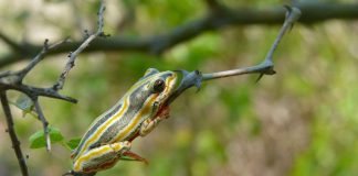 Broasca de păpuriș pictată (Hyperolius marmoratus), preferă să stea în apropierea lacurilor