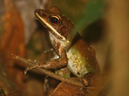 Broasca de râu cu buze albe (Rana albolabris), vezi cum trăiește această specie de amfibieni