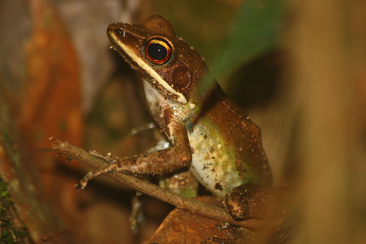 Broasca de râu cu buze albe (Rana albolabris), vezi cum trăiește această specie de amfibieni