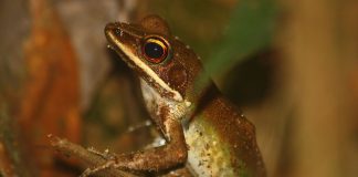 Broasca de râu cu buze albe (Rana albolabris), vezi cum trăiește această specie de amfibieni