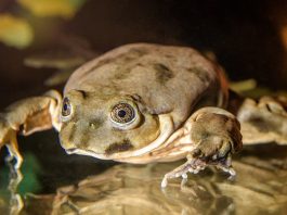 Broasca din Lacul Titicaca (Telmatobius culeus), vezi cum s-a adaptat la mediu