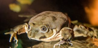 Broasca din Lacul Titicaca (Telmatobius culeus), vezi cum s-a adaptat la mediu