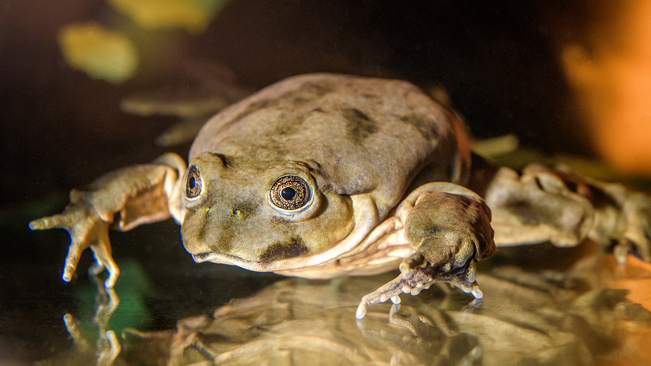 Broasca din Lacul Titicaca (Telmatobius culeus), vezi cum s-a adaptat la mediu