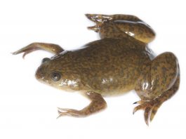 Broasca râioasă cu gheare (Xenopus laevis), o specie exclusiv acvatică