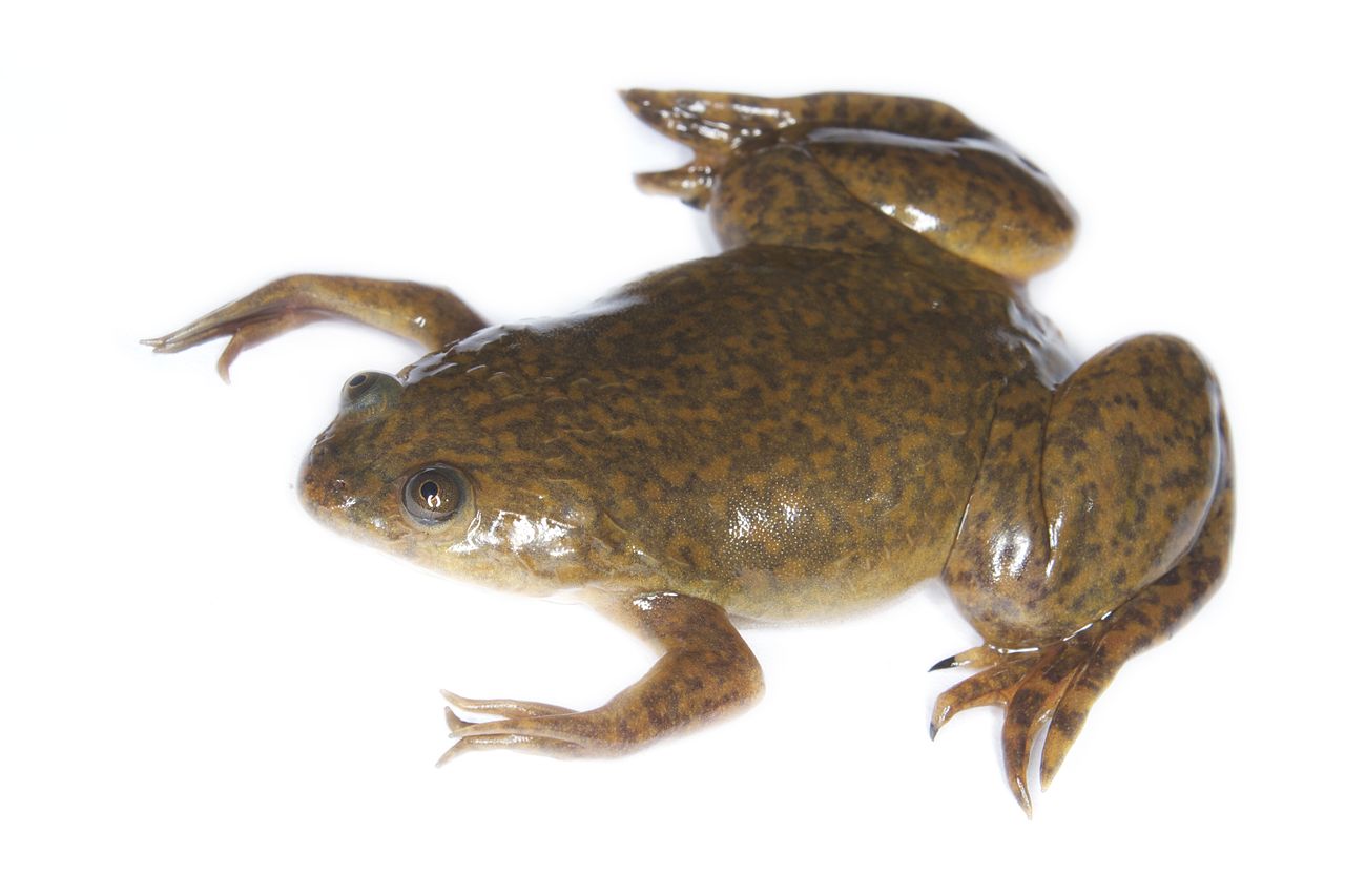 Broasca râioasă cu gheare (Xenopus laevis), o specie exclusiv acvatică