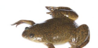Broasca râioasă cu gheare (Xenopus laevis), o specie exclusiv acvatică
