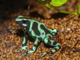 Broasca săgeată-veninoasă verde (Dendrobates auratus), un amfibian periculos