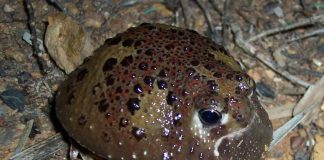 Broasca sfintei cruci (Notaden bennetti), vezi ce fel de desen are pe spate