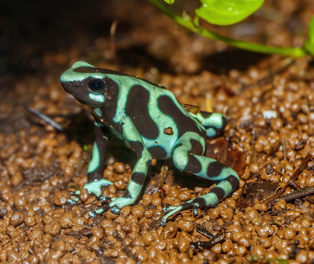 Broasca săgeată-veninoasă verde (Dendrobates auratus), un amfibian periculos Broasca săgeată-veninoasă verde (Dendrobates auratus), un amfibian periculos