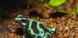 Broasca săgeată-veninoasă verde (Dendrobates auratus), un amfibian periculos