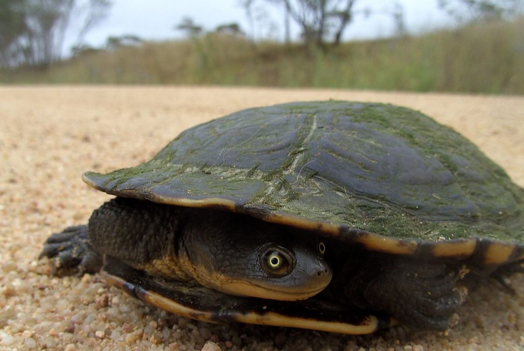 Broasca țestoasă cu gât de șarpe (Chelodina longicollis), află totul despre această specie Broasca țestoasă cu gât de șarpe (Chelodina longicollis), află totul despre această specie