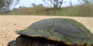 Broasca țestoasă cu gât de șarpe (Chelodina longicollis), află totul despre această specie