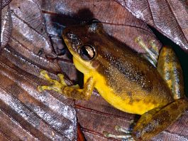 Brotăcelul cu botul roșu (Scinax ruber), o specie din pădurile tropicale ale Americii Centrale și de Sud