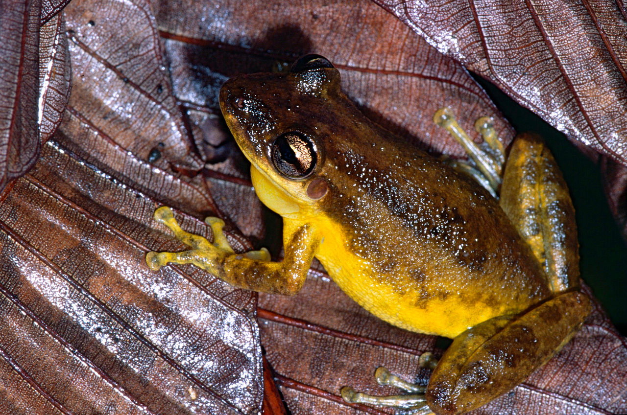 Brotăcelul cu botul roșu (Scinax ruber), o specie din pădurile tropicale ale Americii Centrale și de Sud