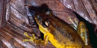 Brotăcelul cu botul roșu (Scinax ruber), o specie din pădurile tropicale ale Americii Centrale și de Sud