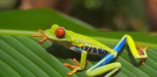 Brotăcelul cu ochi roșii (Agalychnis callidryas), o broască arboricolă