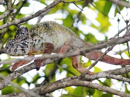 Cameleonul lui Oustalet (Furcifer oustaleti), cea mai mare specie de reptilă de acest gen