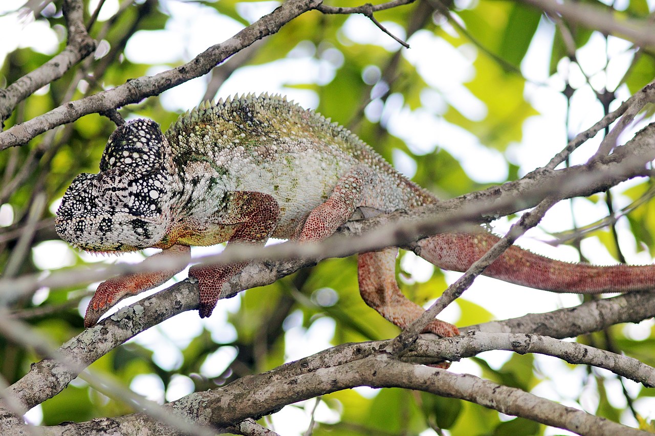 Cameleonul lui Oustalet (Furcifer oustaleti), cea mai mare specie de reptilă de acest gen