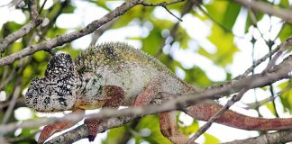 Cameleonul lui Oustalet (Furcifer oustaleti), cea mai mare specie de reptilă de acest gen