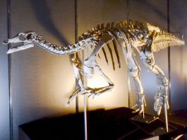 Camptosaurus, un dinozaur jurasic erbivor de 6 m din Jurasicul superior