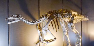 Camptosaurus, un dinozaur jurasic erbivor de 6 m din Jurasicul superior