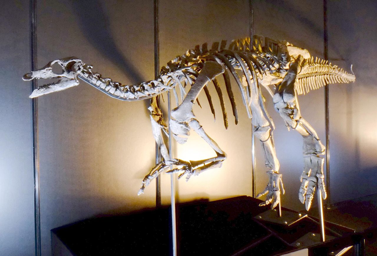 Camptosaurus, un dinozaur jurasic erbivor de 6 m din Jurasicul superior