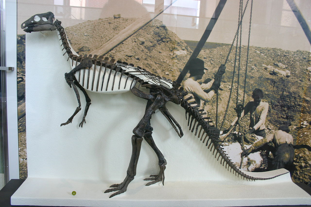 Camptosaurus