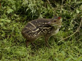 Chevrotain, căprioara-șoarece sau șoarecele-căprioară