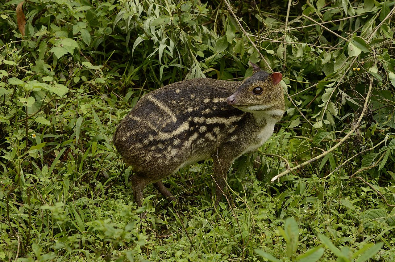 Chevrotain, căprioara-șoarece sau șoarecele-căprioară