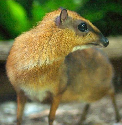 Chevrotain-caprioara-soarece-sau-soarecele-caprioara-4