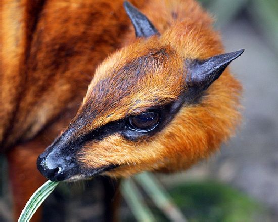 Chevrotain-caprioara-soarece-sau-soarecele-caprioara-5