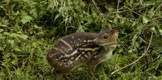 Chevrotain, căprioara-șoarece sau șoarecele-căprioară