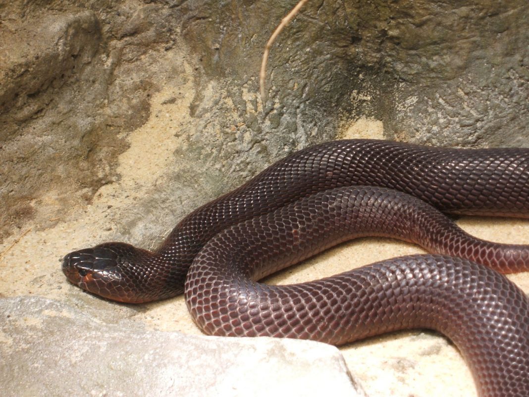 Cobra roșie scuipătoare (Naja pallida), vezi cât de periculos este acest șarpe Cobra roșie scuipătoare (Naja pallida), vezi cât