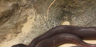 Cobra roșie scuipătoare (Naja pallida), vezi cât