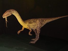 Coelophysis, un dinozaur triasic descoperit în America