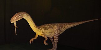 Coelophysis, un dinozaur triasic descoperit în America