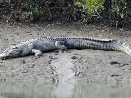 Crocodilul de apă sărată (Crocodylus porosus), cel mai mare animal de pradă din lume