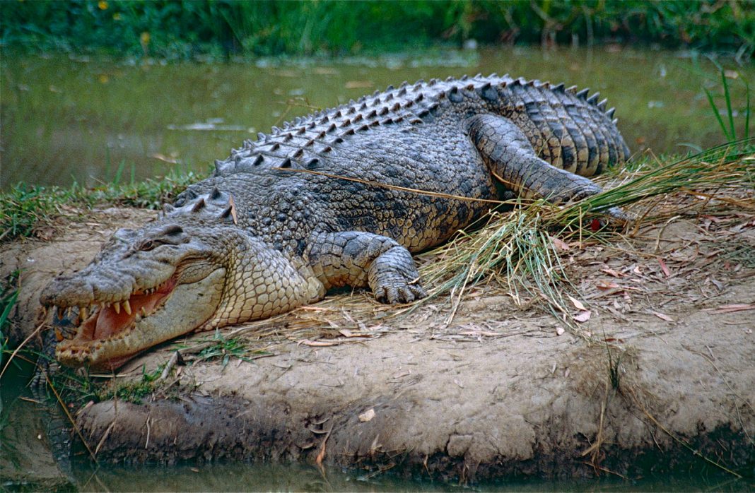 Crocodilul De Apă Sărată: Gigantul Prădător Marin