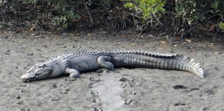 Crocodilul de apă sărată (Crocodylus porosus), cel mai mare animal de pradă din lume